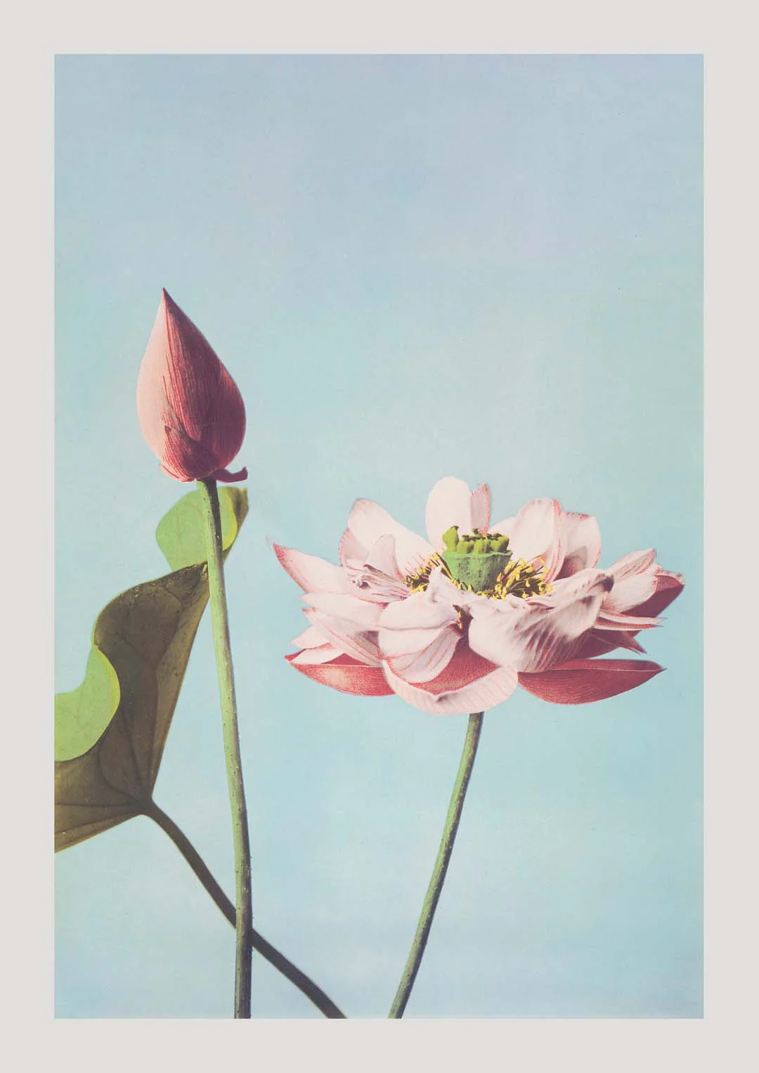 Lotusblume von Ogawa Kazumasa