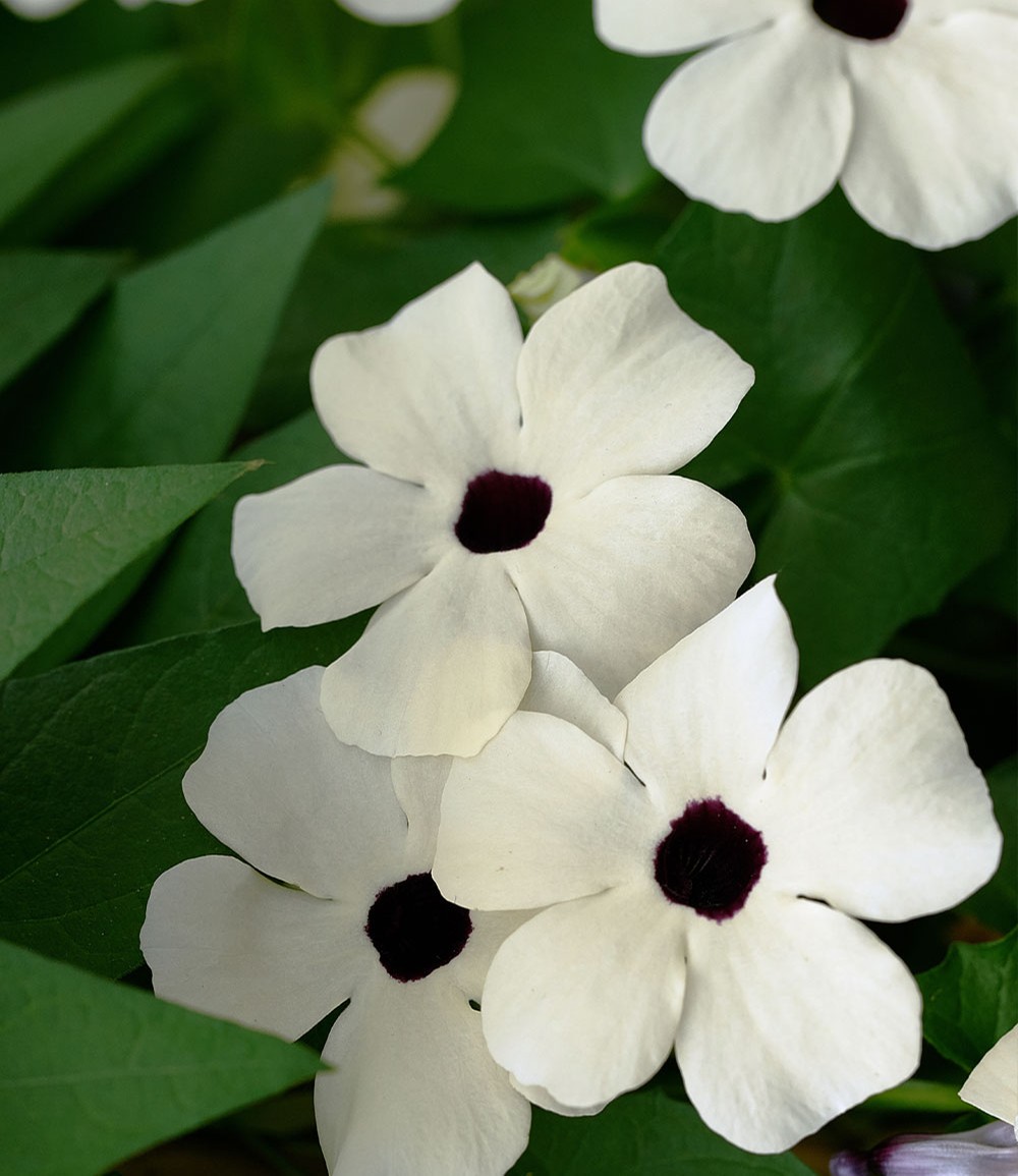 Weiße Thunbergia 'White Halo'