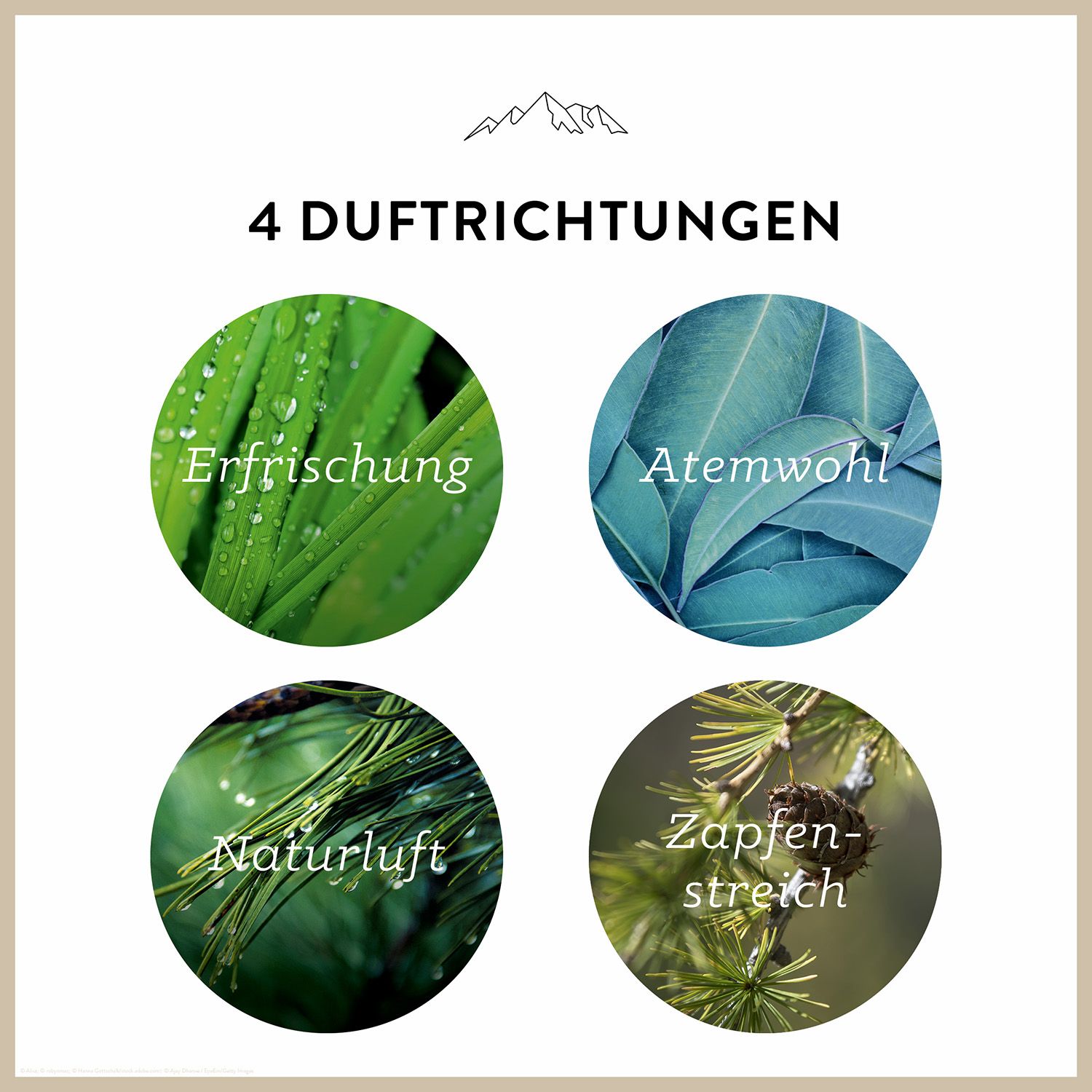 Allgäuquelle Bio Saunaaufguss Geschenkset Aufgussmittel Eukalyptus, Latschenkiefer, Zirbe