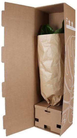 Trendyplants - Strelitzia Augusta - Paradiesvogelblume - Zimmerpflanze - Höhe 170-190 cm - Topfgröße Ø30cm
