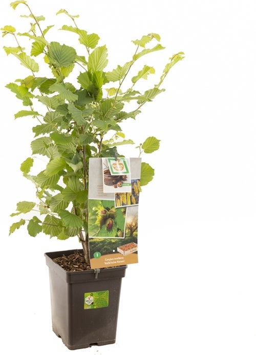 Intratuin biologische Hazelnoot (Corylus avellana 'Halle'sche Riesen') D 18 H 105 cm