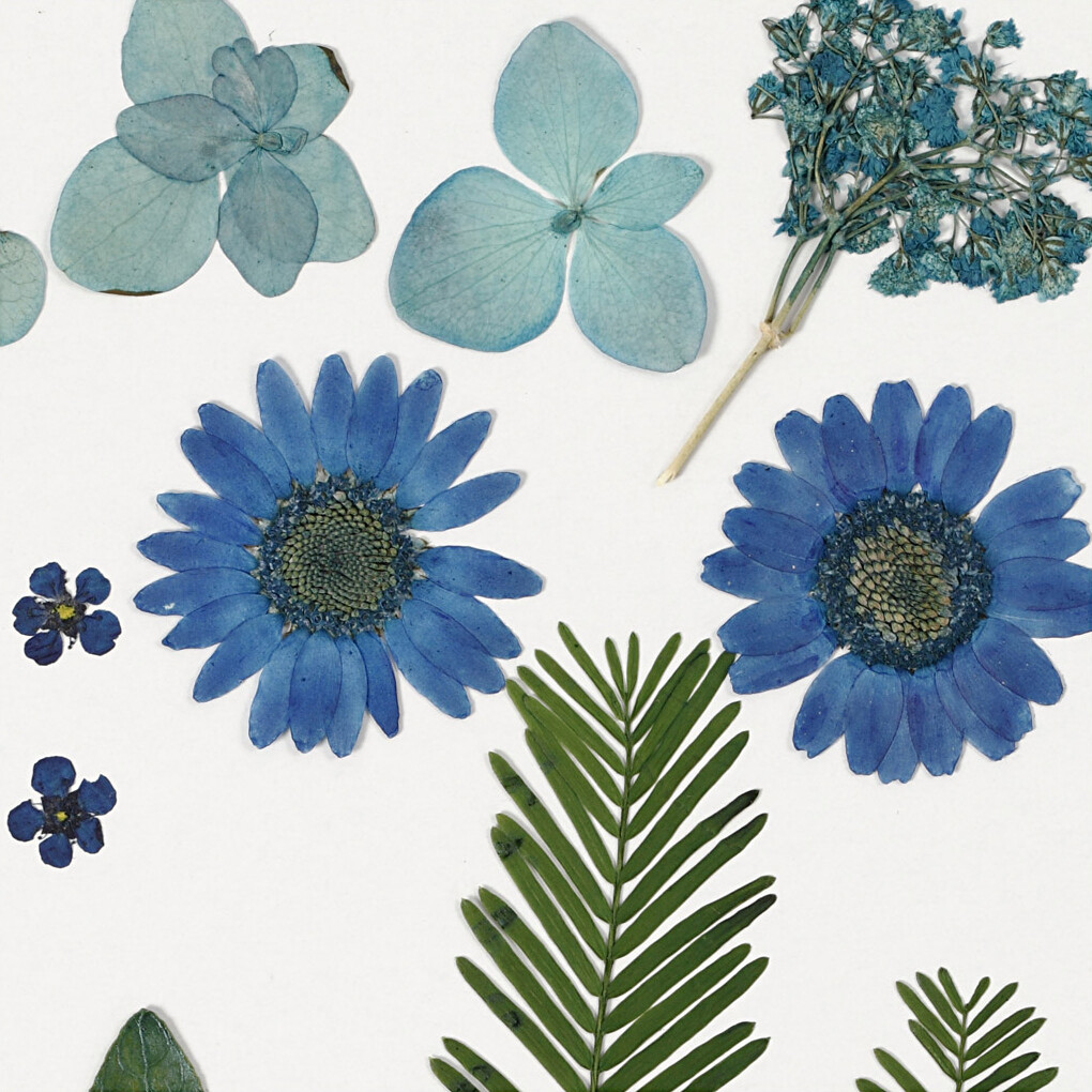 Tørrede Blomster Og Blade - Blå