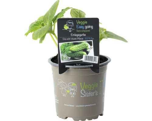 Komkommer, augurk 'Diamant' F1 FloraSelf Ø 10,5 cm pot, bijzonder ziekteresistent