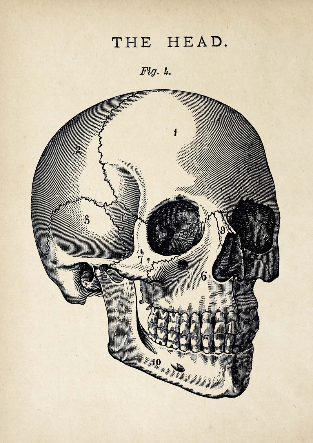 Antiker Totenkopf