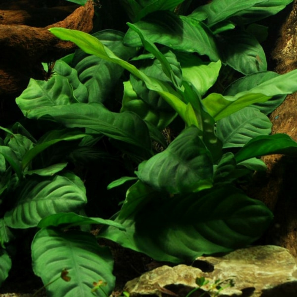 Anubias barteri coffeifolia