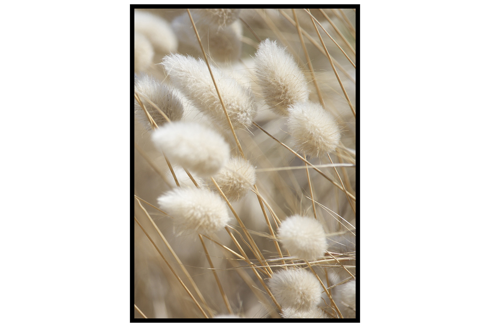 Newline Mellow Grasses VIII bilde Poster med naturmotiv med sort ramme. 50x70 cm