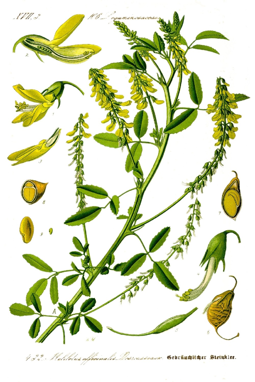 Kit cadeau - mélilot - 250 graines - melilotus officinalis