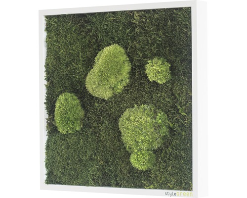 Mosschilderij bos & bolmos 35x35 cm