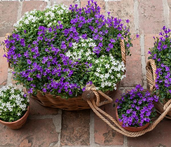 Glockenblume - Campanula portenschlagiana 'Get
