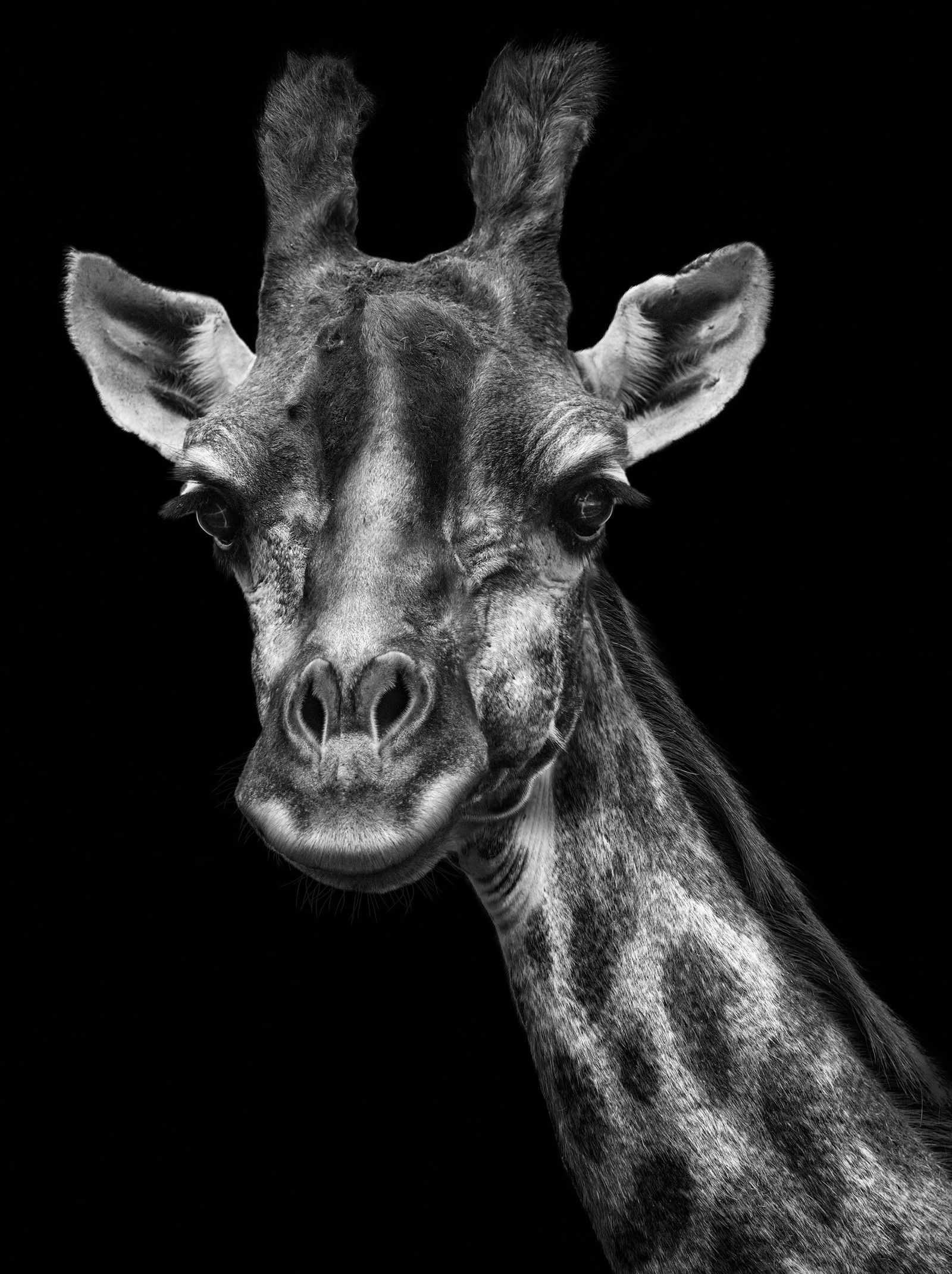 Giraffe by Mikhail Kirakosyan - Limited Edition. Edition of: 150. Signed.