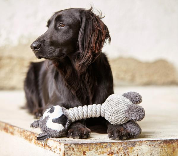 Dehner Lieblinge Hundespielzeug Racoon