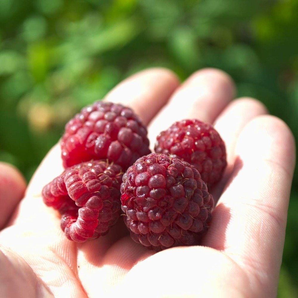 Framboisier idaeus heritage/rubus idaeus heritage[-]pot de 2l