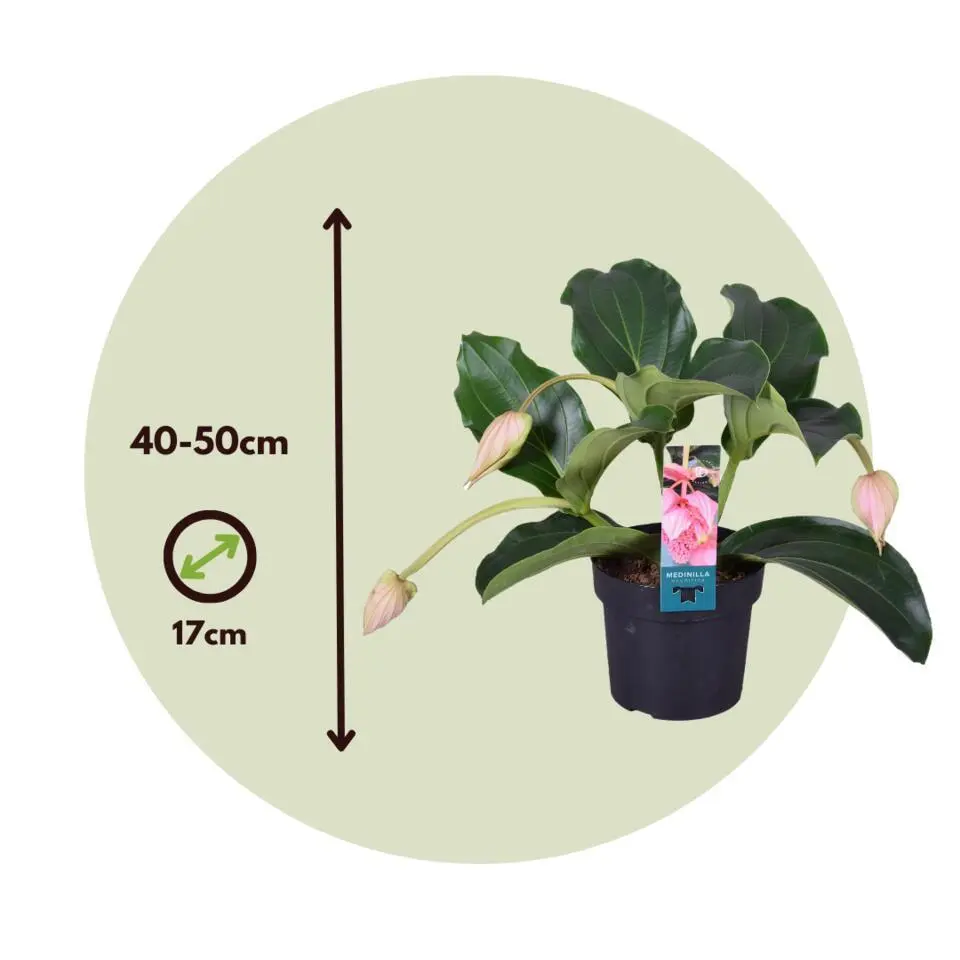Trosbloem - Medinilla magnifica - Hoogte 40-50cm - ⌀17cm
