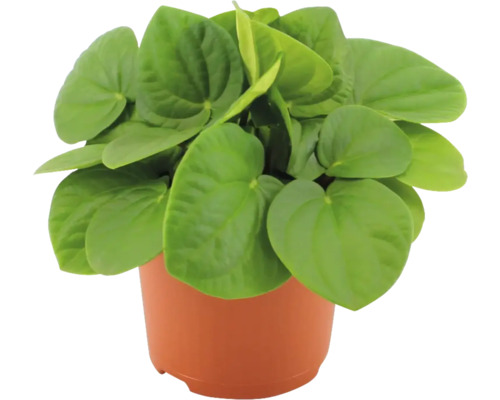 Peperomia, dwergpeper FloraSelf H 14-20 cm Ø 10,5 cm