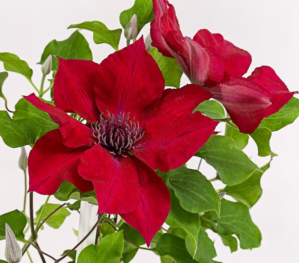 Waldrebe - Clematis, Spalier