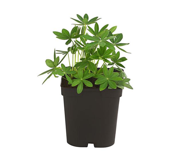 Lupine, verschiedene Sorten