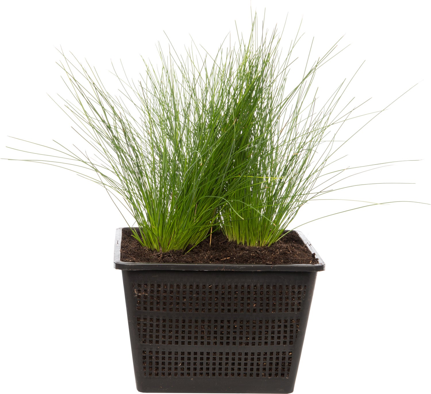 Naaldgras (Scirpus cernuus) D 18 H 30 cm