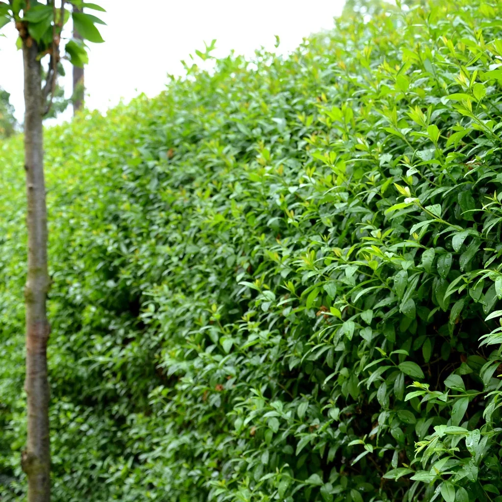 Ligustrum vulgare var. italicum 'Atrovirens' Liguster 'Atrovirens' Ø17 cm