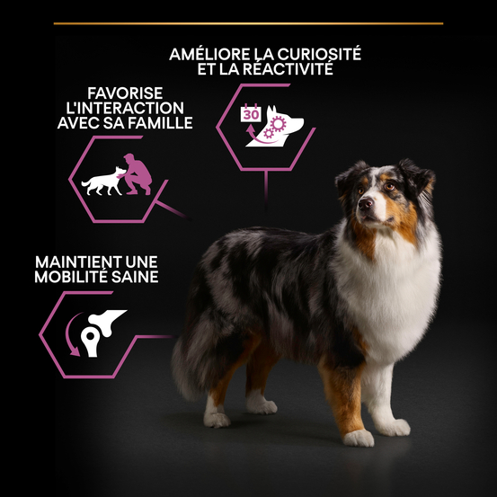 Croquettes chien senior de taille moyenne Super Premium - 14 kg