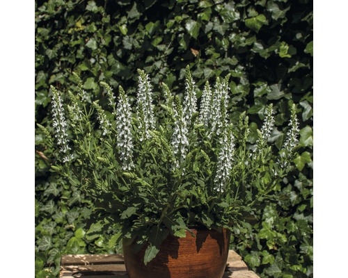 Bossalie, siersalie FloraSelf Salvia nemorosa H 20-40 cm Co 5 L