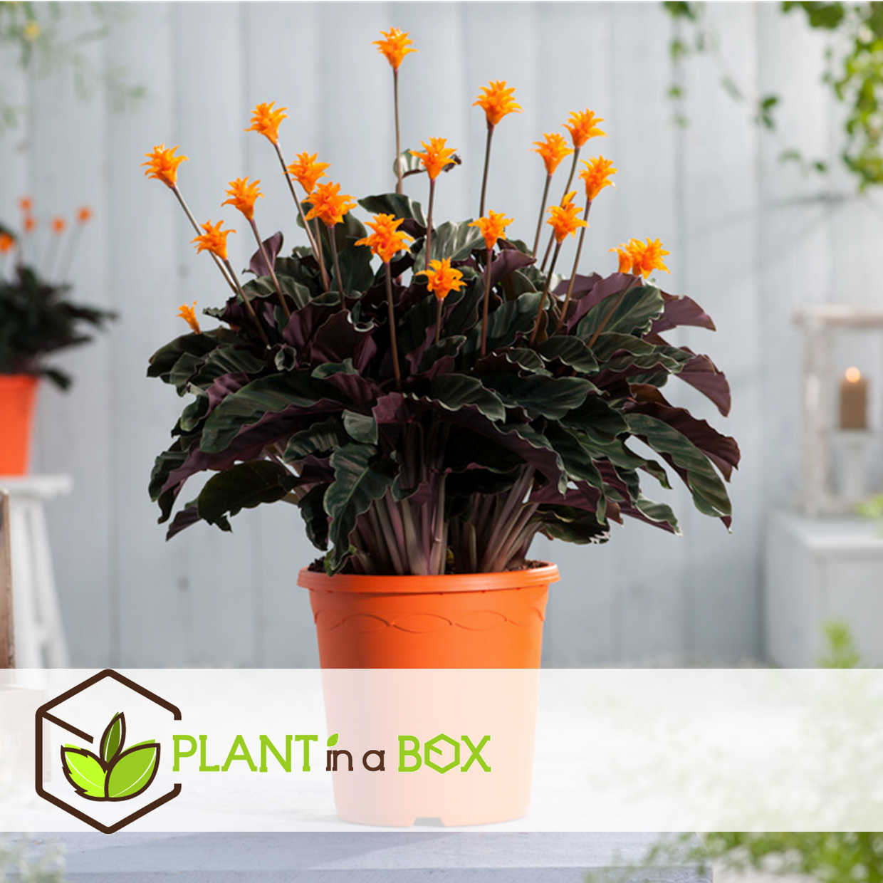 Calathea crocata - purificateur d'air - pot 14cm - hauteur 40-50cm