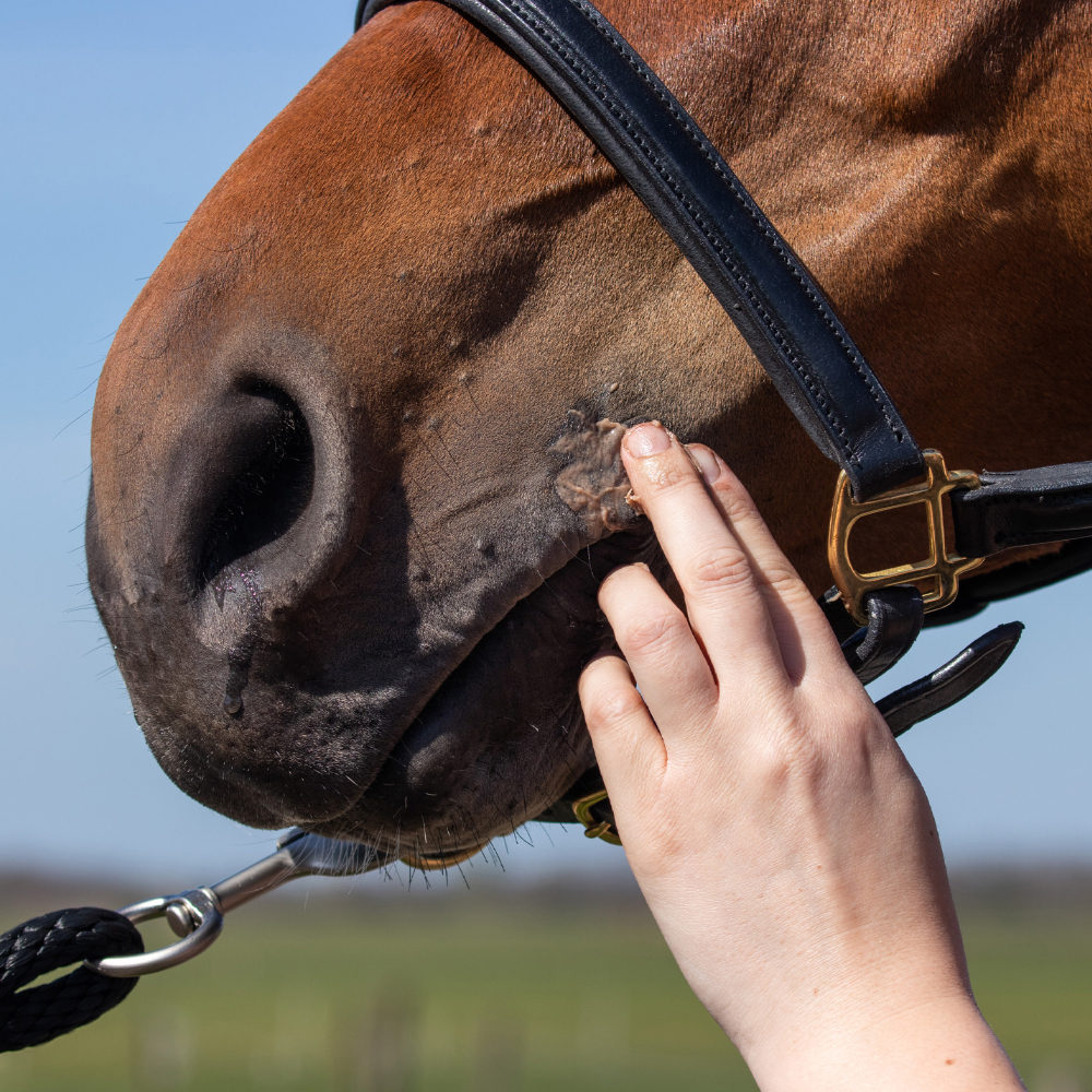 Equi Protecta Paardenzalf