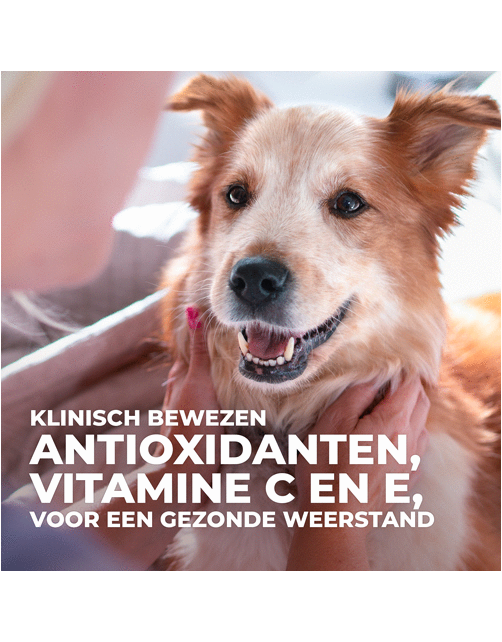 Hill's Canine Adult Large Breed Kip - Hondenvoer
