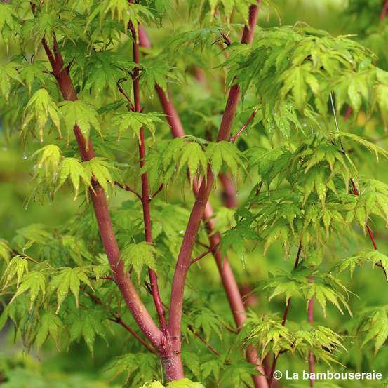 Acer palmatum 'Sango-Kaku' : C15L h.80/100cm