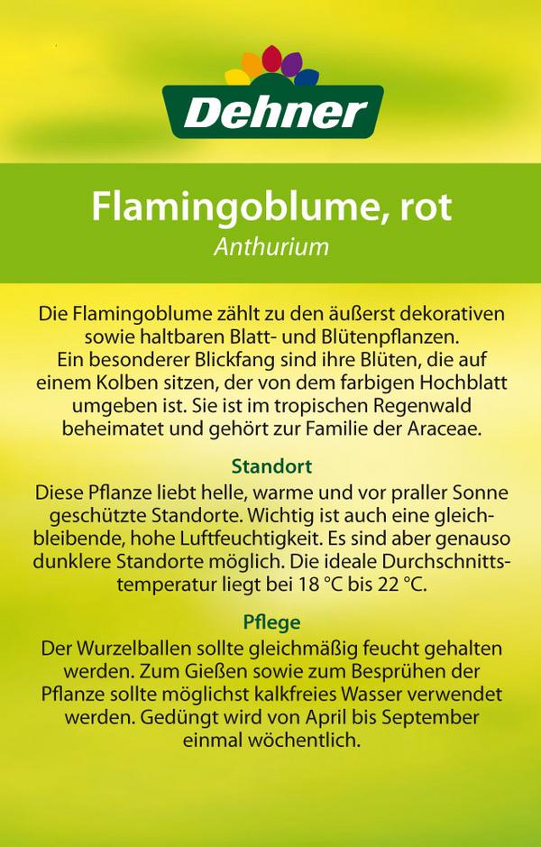 Große Flamingoblume - Anthurium andreanum