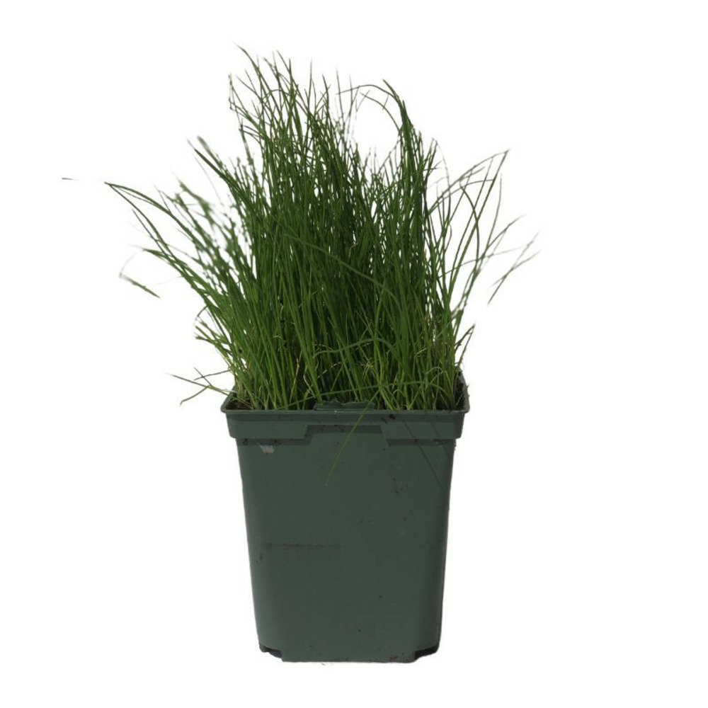 Plant ciboulette qualité premium 1,5l