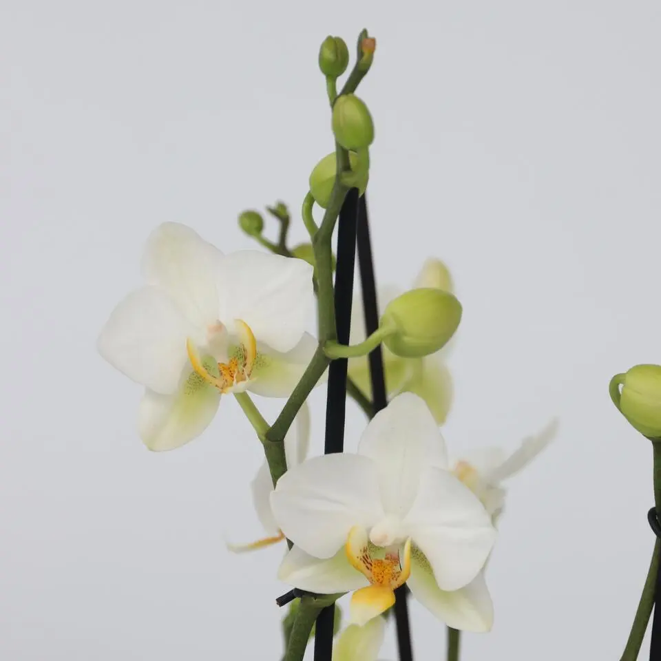 Vlinderorchidee - x3 - Phalaenopsis Multiflora in mand - Hoogte 35-45cm - ⌀12cm