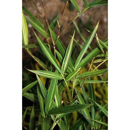 Bambou moyen phyllostachys aurea 200/250 cm: pot de 30 litres