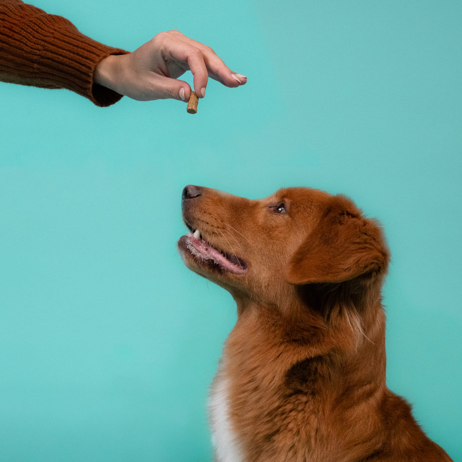 Petiscos grandes para cães Edgard & Cooper com salmão e frango
