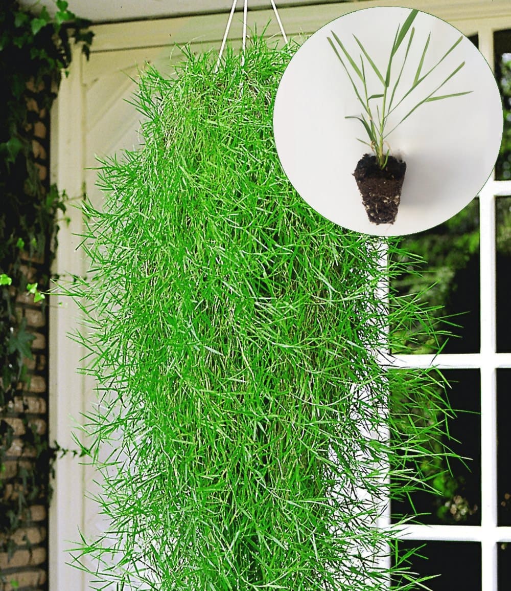 Hängender Bambus 'Green Twist®'