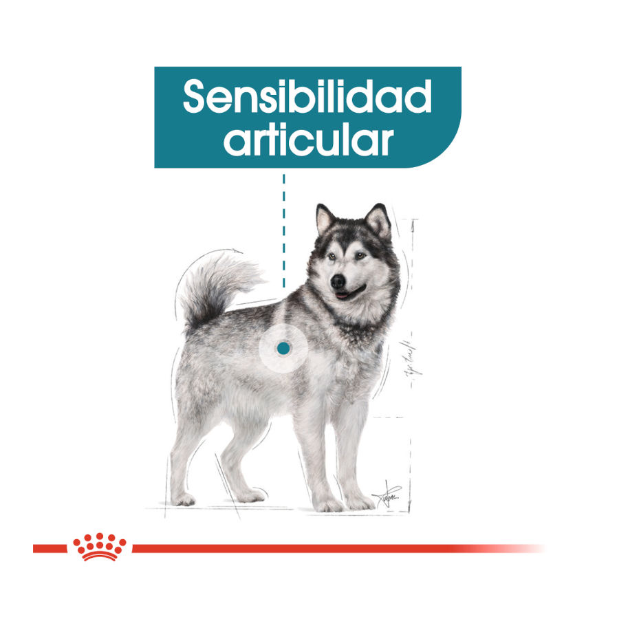 Ração Royal Canin Joint Care Maxi para cães