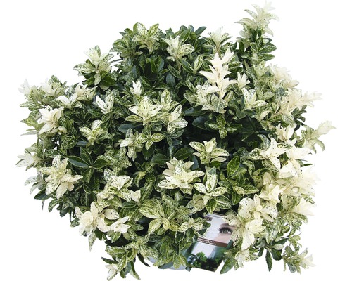 Kardinaalsmuts FloraSelf Euonymus japonica 'Pierrolino' H 15-20 cm Co 1.5 L