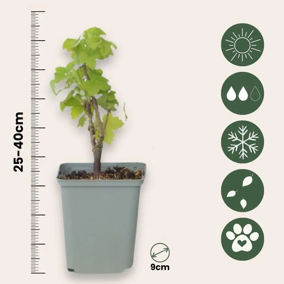 Aalbes - Set van 3 - Ribes rubrum - Hoogte 25-40cm - ⌀9cm