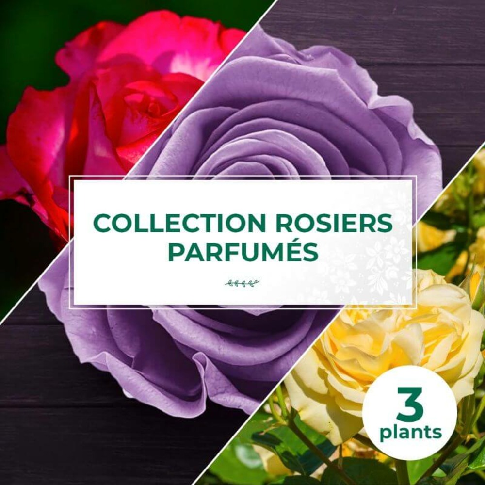 Collection 3 rosiers parfumés - racines nues
