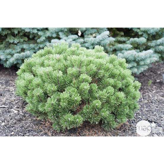 Pinus mugo ' Sherwood Compact ': Hauteur 20/25 cm conteneur 3,7 litres