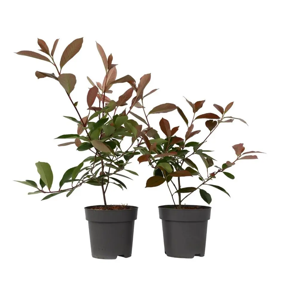 Glansmispel - Set van 2 - Photinia fraseri 'Red Robin' - Hoogte 30-40cm - ⌀17cm