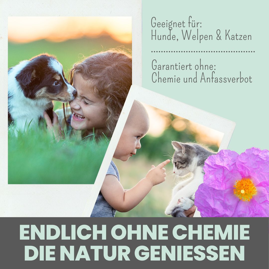 noms+ Zistrosen Tabs - 100% natürliches Zistrosen-Leckerli für Wald- & Wiesenspaziergänge