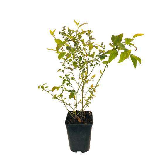 Myrtille 'Pink Lemonade' : pot de 5 litres