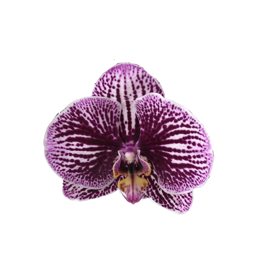 PHALAENOPSIS BLACK STRIPES 2 TIGES D12 H55