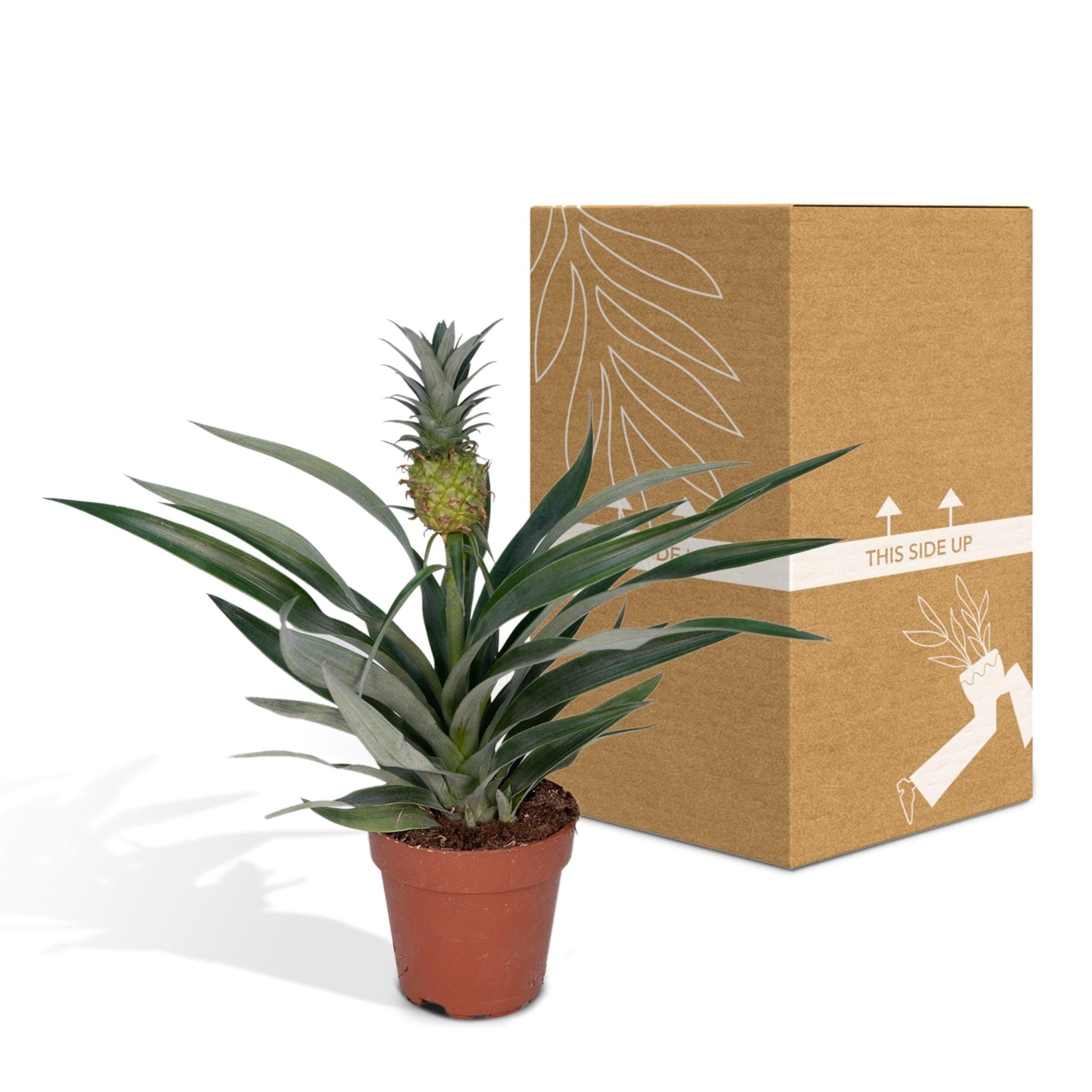 Plante d'intérieur - bromelia ananas 30.0cm
