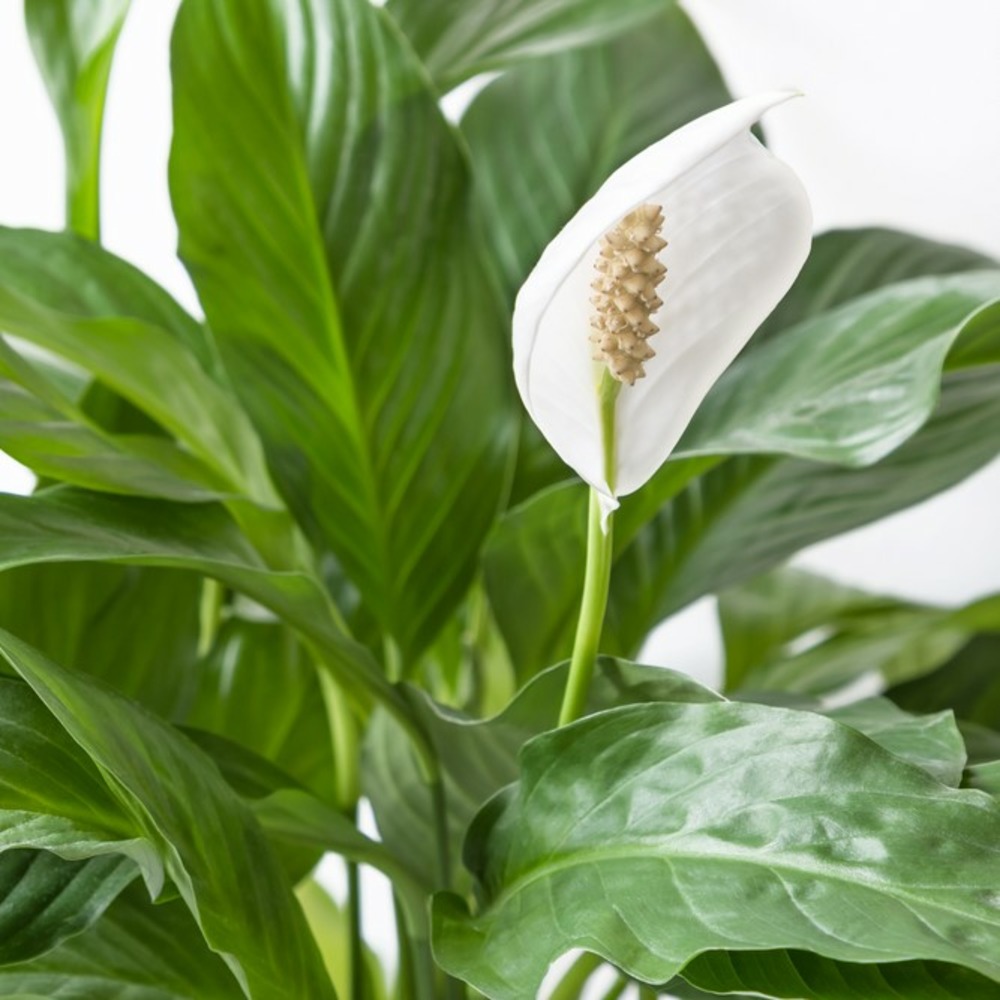 2x spathiphyllum 'bingo cupido' - plante cuillère - purificateur d'air – ⌀17 cm - ↕65-75 cm