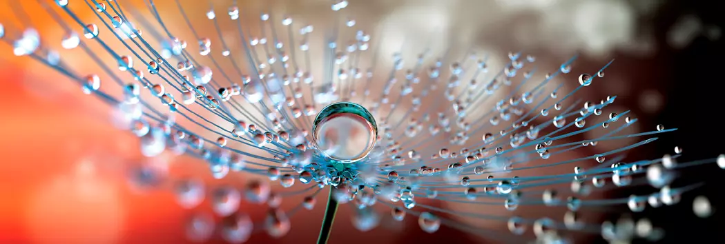 Glasbild 98 x 33 cm Soft Dandelion