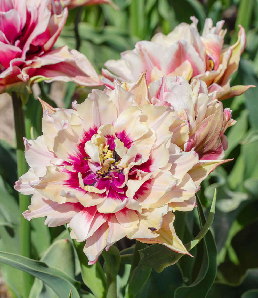 Gefüllte Tulpe 'Magic Sensation'