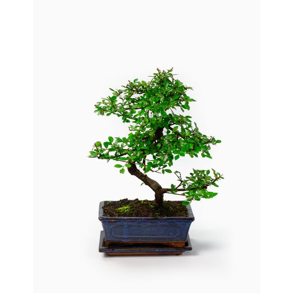 Flores no Cais Bonsai Ulmeiro (8 Anos)