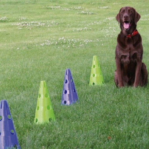 Kit de agilidade e coordenação para cães