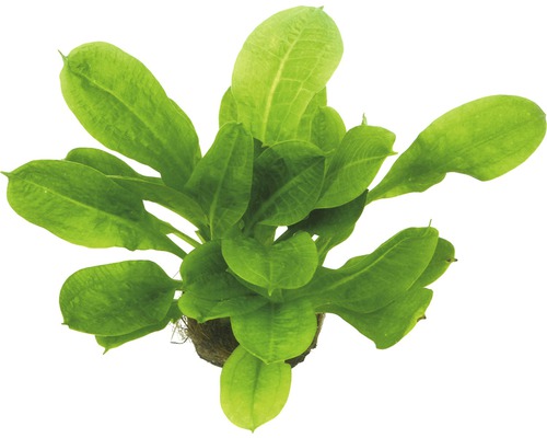 Aquarium waterplantenpakket L 